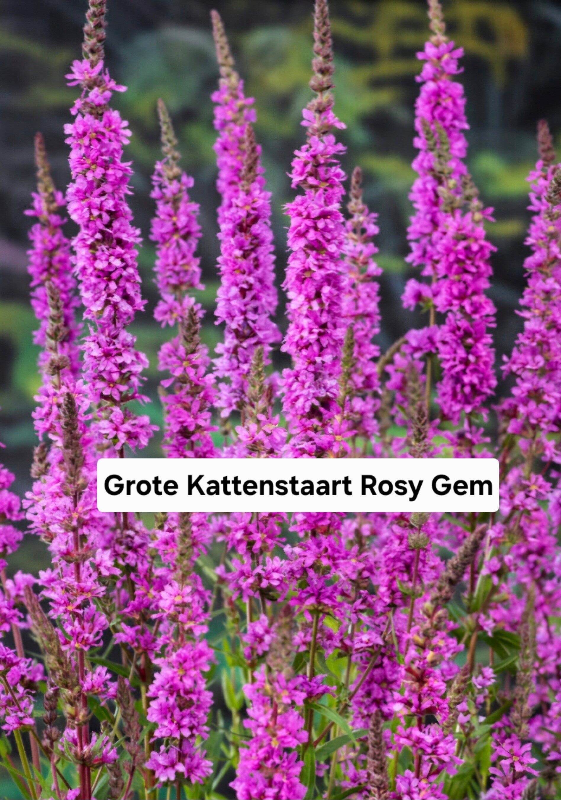 Grote Kattenstaart Rosy Gem