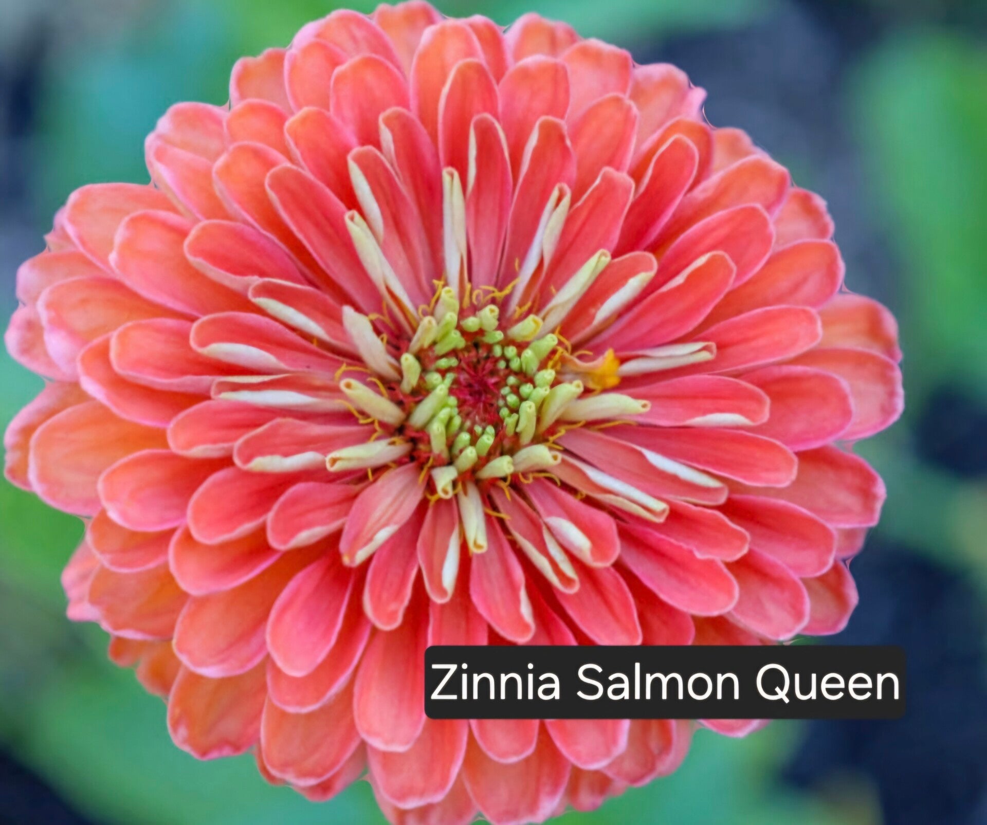 Zinnia Salmon Queen Nieuw!