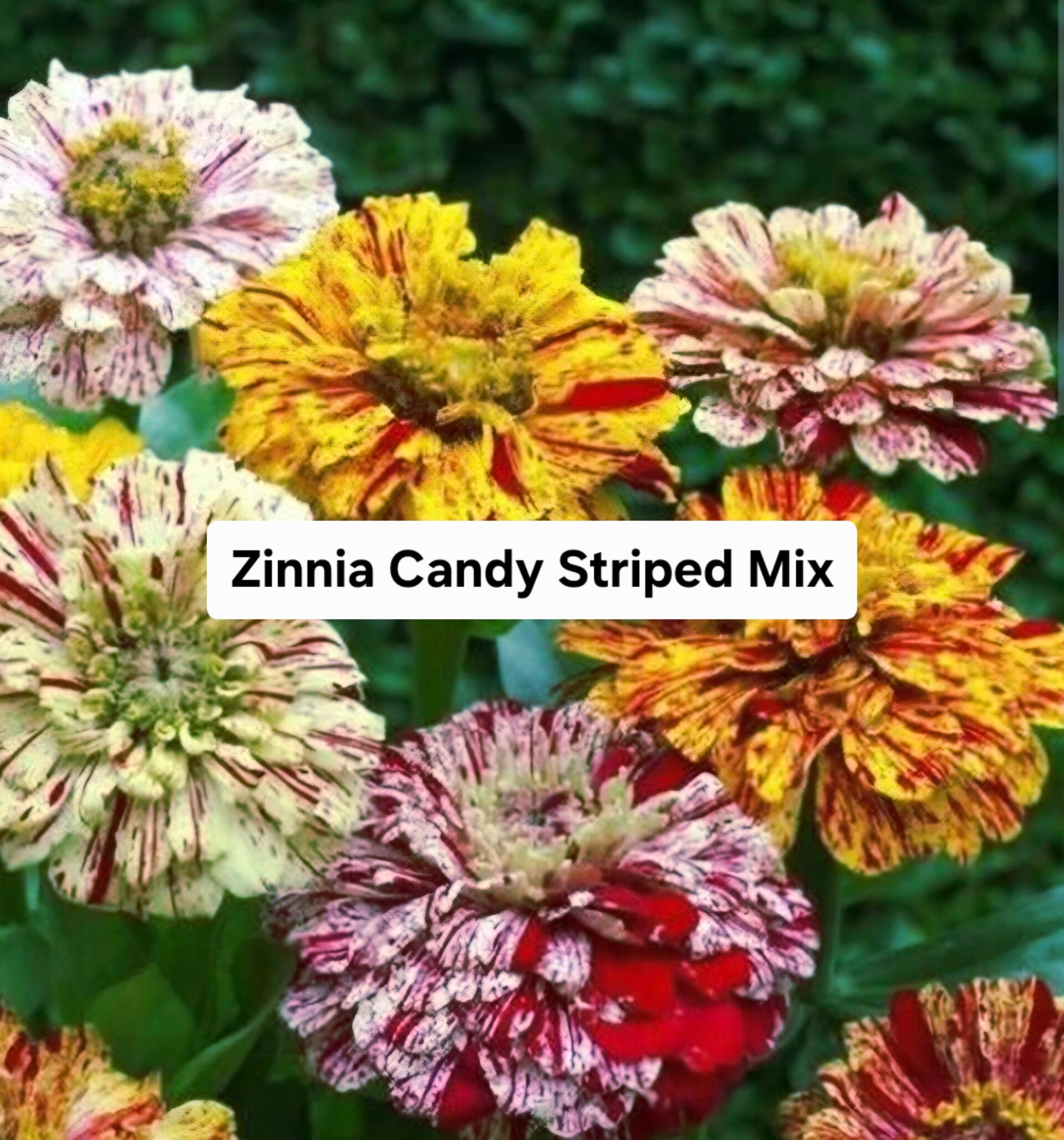 Zinnia Candy Striped Mix