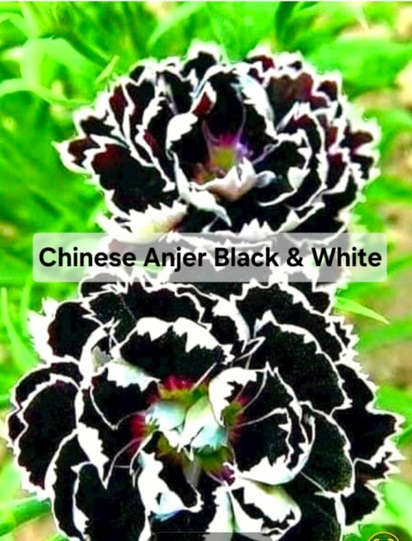 Chinese Anjer Black & White