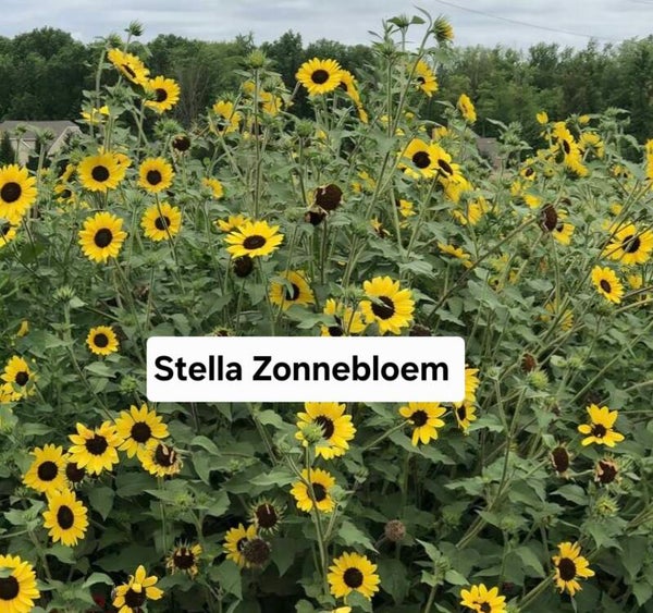 Zonnebloem Stella