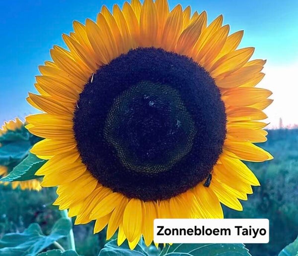 Zonnebloem Taiyo