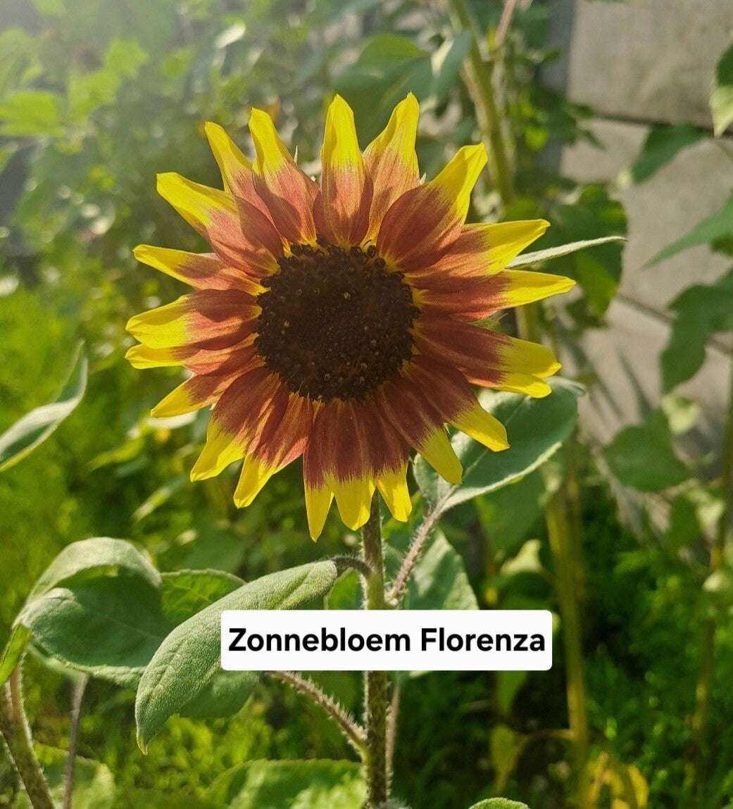 Zonnebloem Florenza