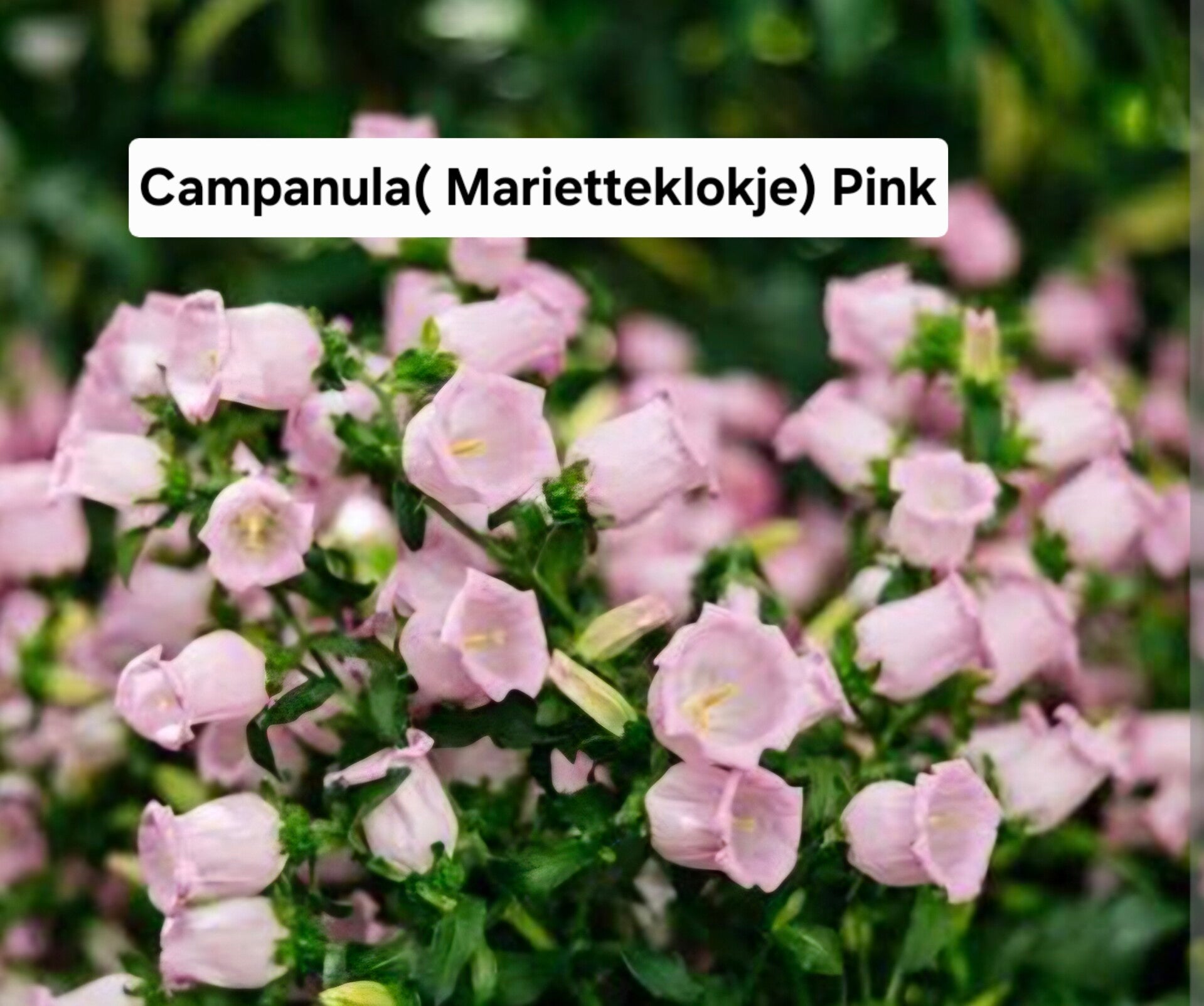 Campanula Pink