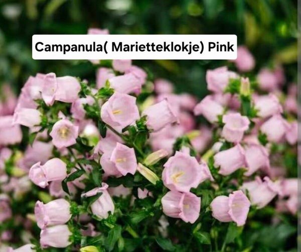 Campanula Pink