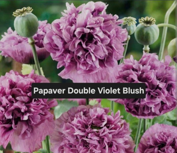 Papaver Double Violet Blush