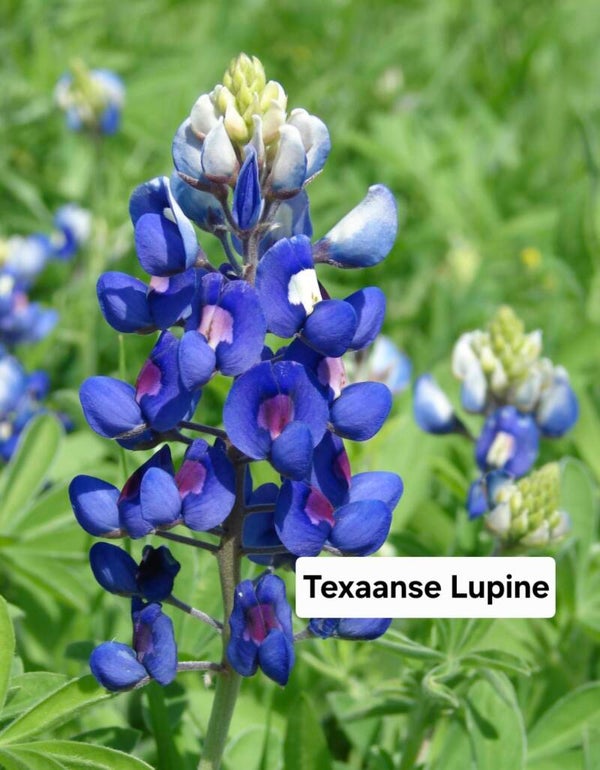 Texaanse Lupine