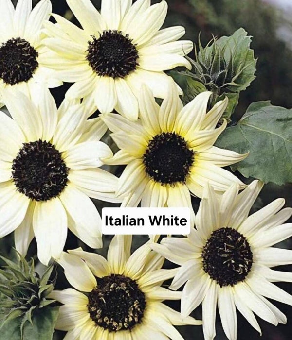 Zonnebloem Italian White