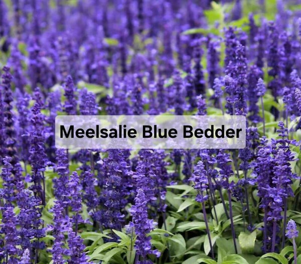 Meelsalie Blue Bedder