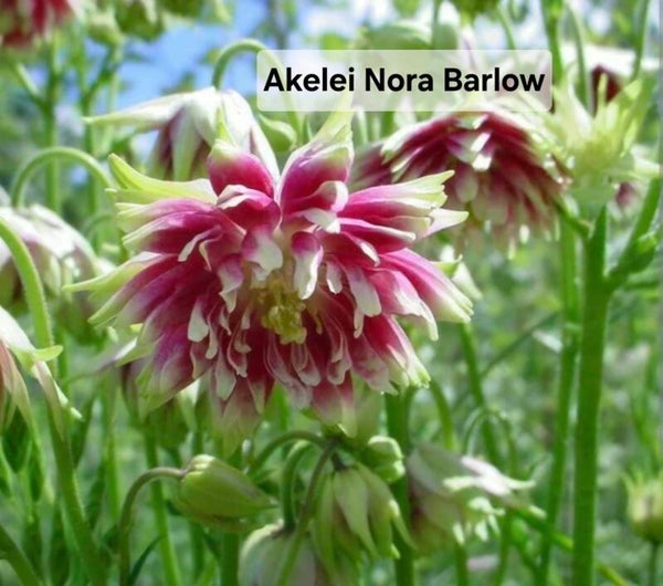 Akelei Nora Barlow nieuw