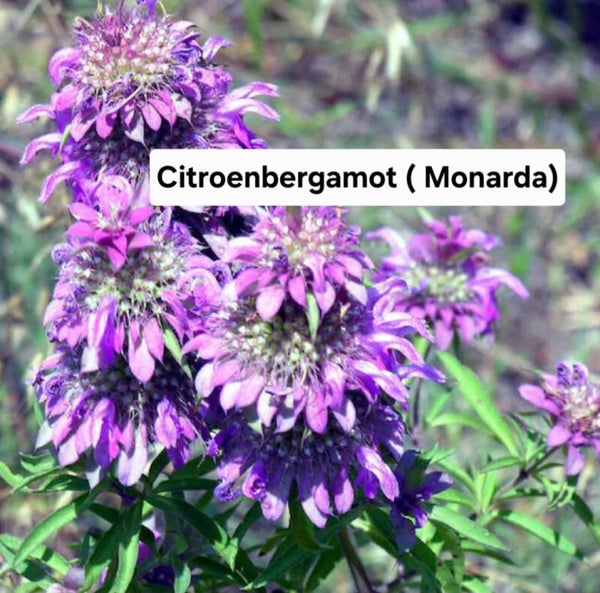 Ctroenbergamot ( Monarda)
