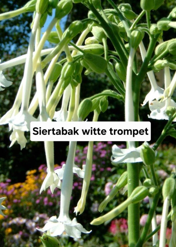 Siertabak witte trompet