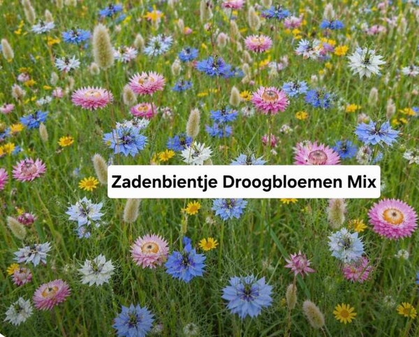 Zadenbientje Droogbloemen Mix
