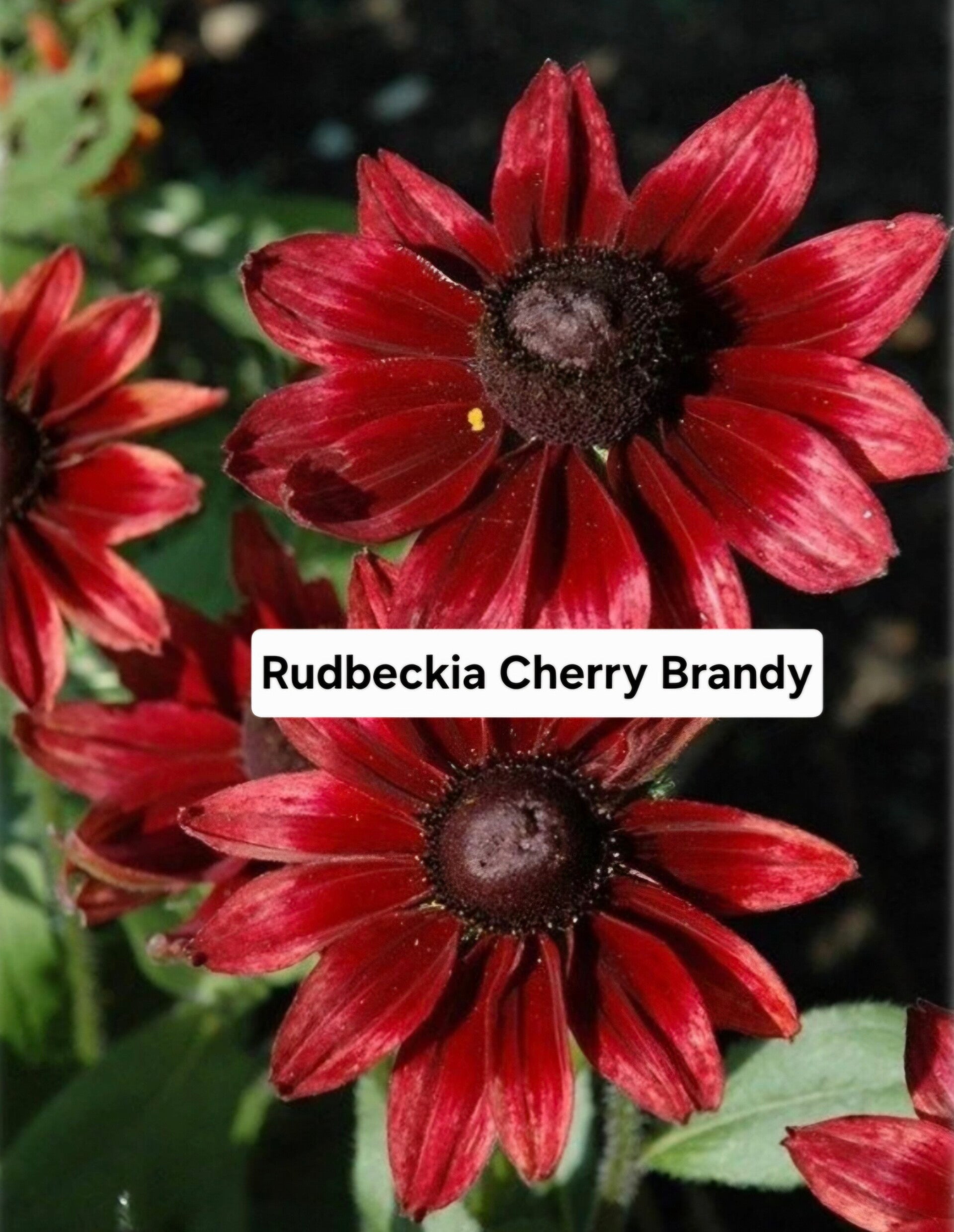 Rudbeckia Cherry Brandy Bijzonder!!