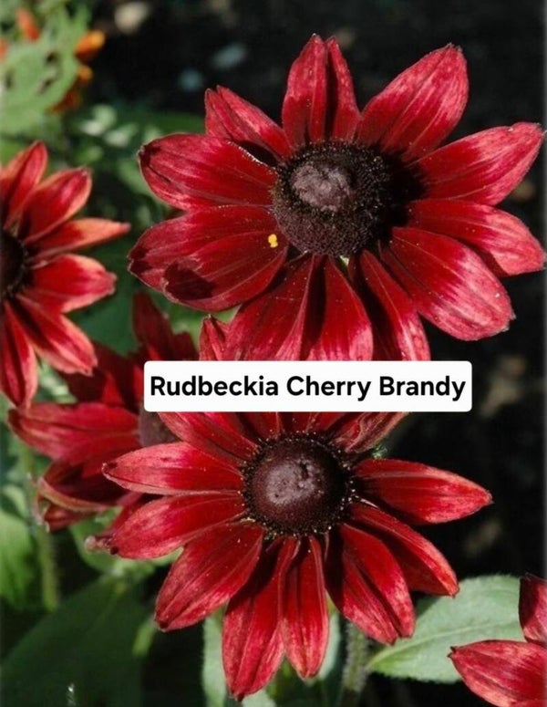 Rudbeckia Cherry Brandy Bijzonder!!