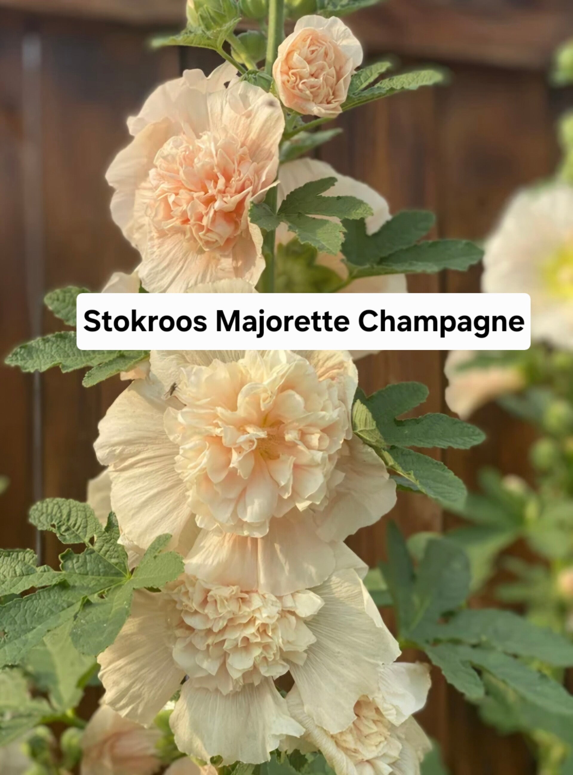 Stokroos Majorette Champagne