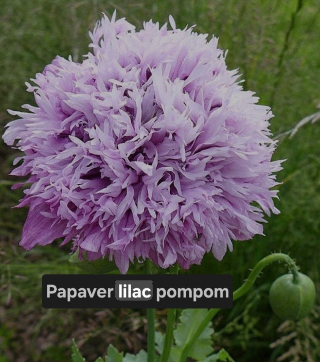 Papaver Lilac Pompom