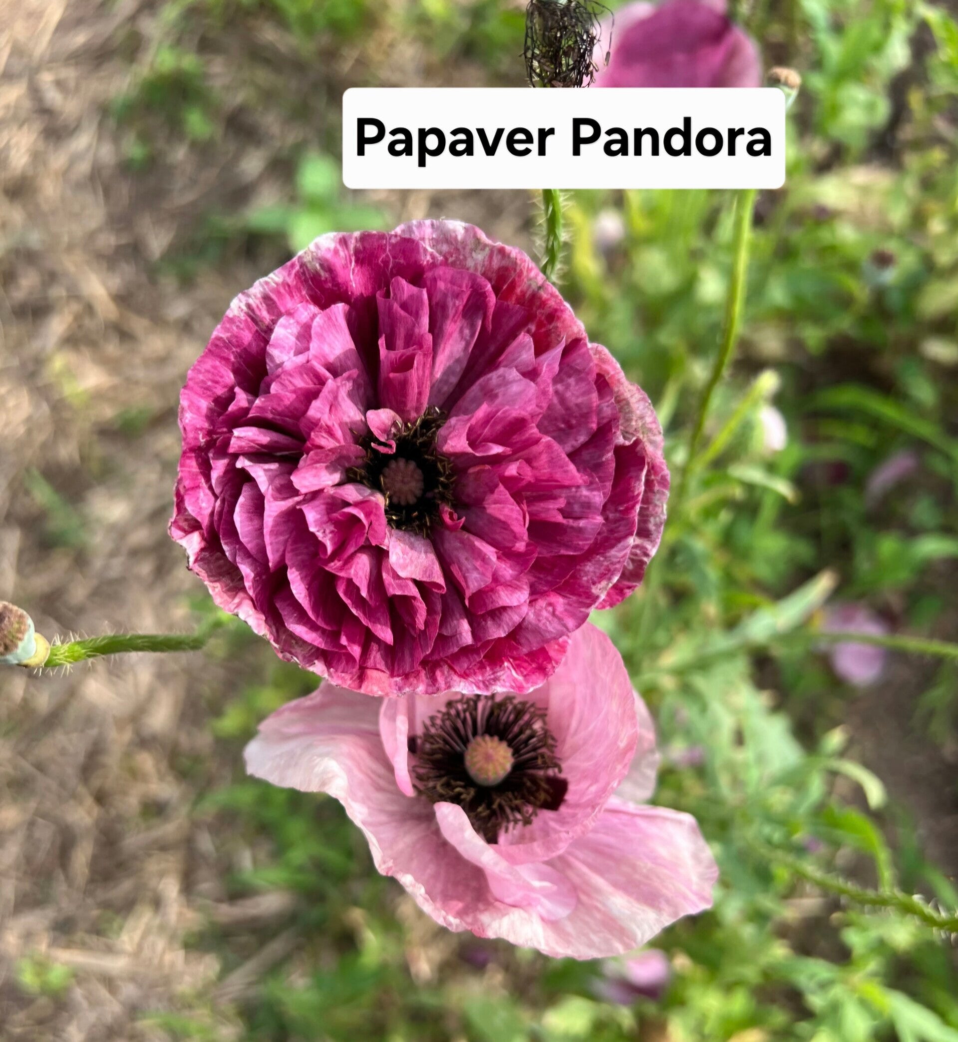 Papaver Pandora
