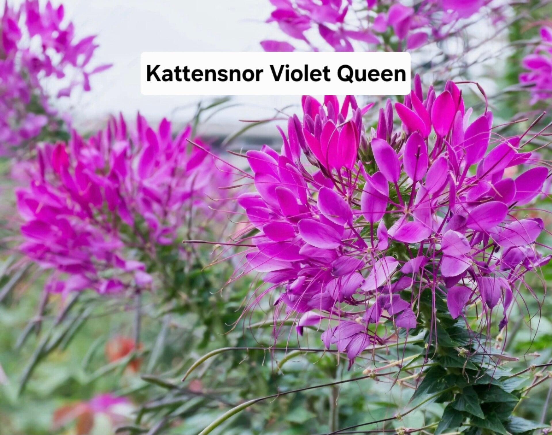 Kattensnor Violet Queen