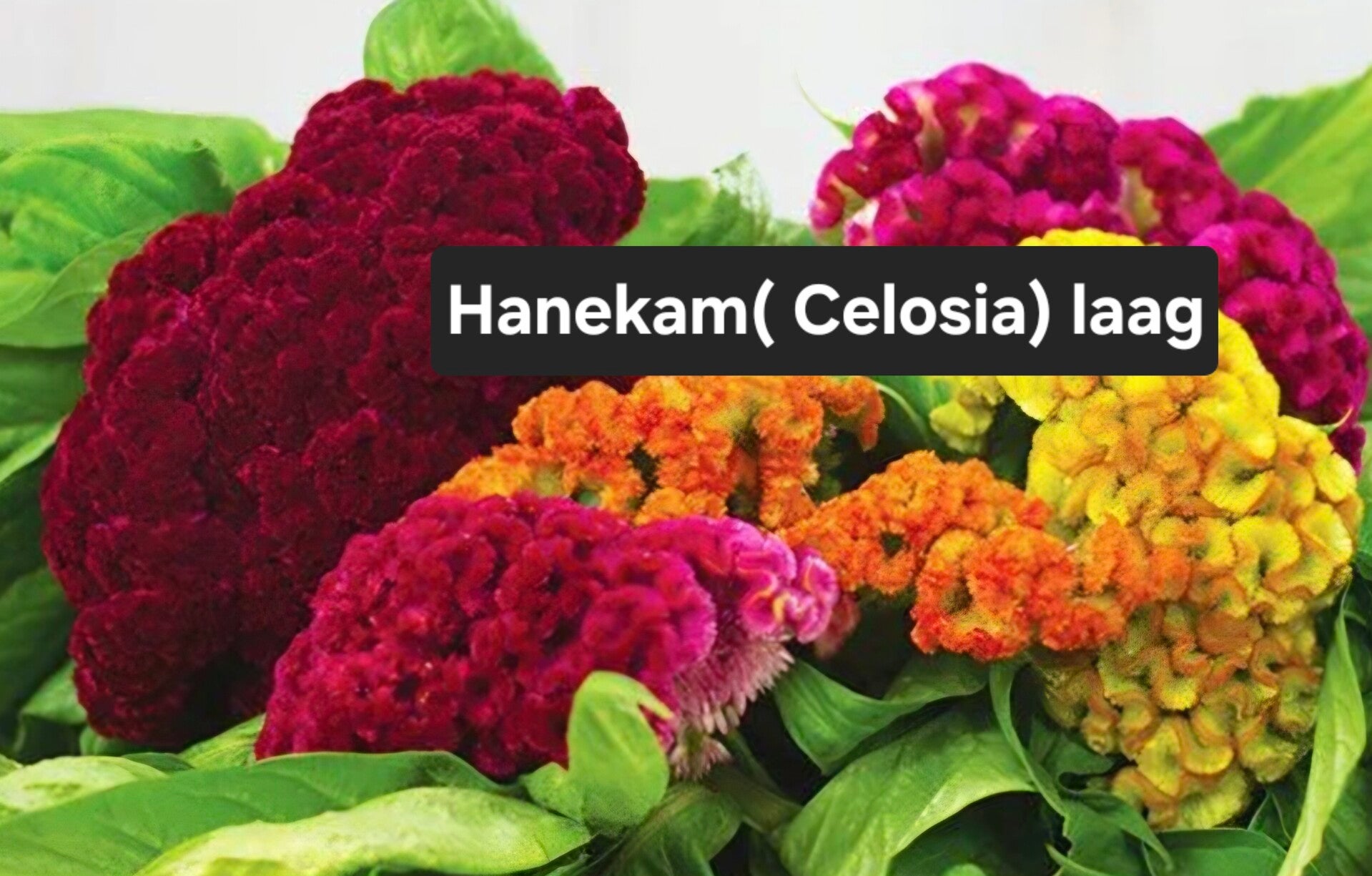 Hanekam Celosia Laagblijvend colour mix