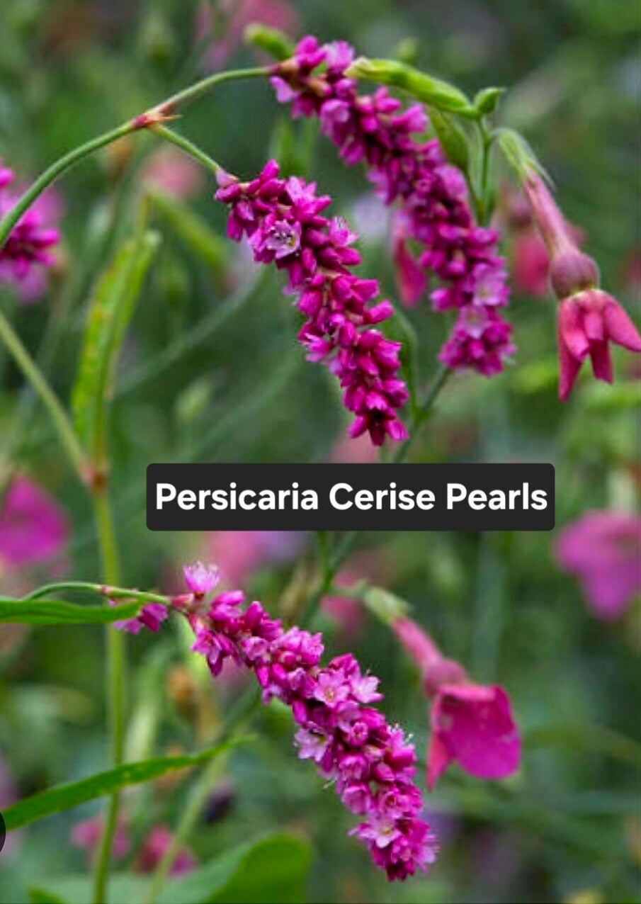 Persicaria  Cerise Pearls