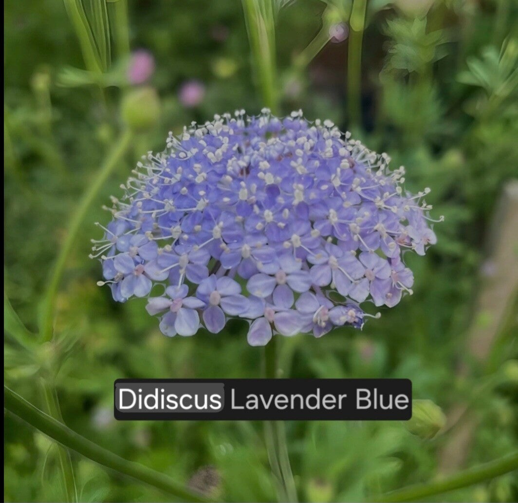 Didiscus (Kantbloem) Lavender Blue