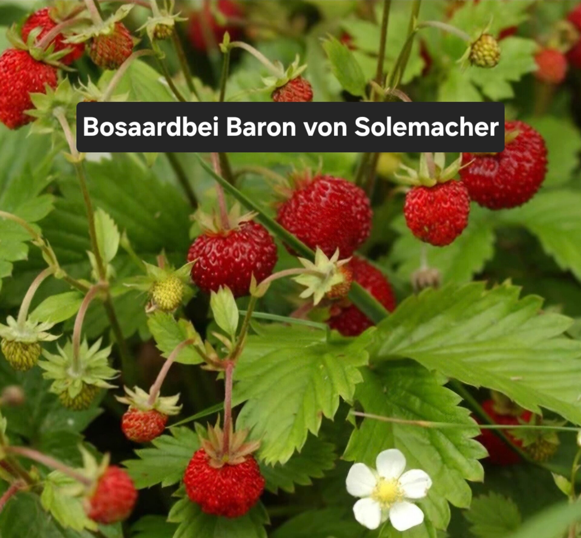 Bosaardbei Baron von Solemacher