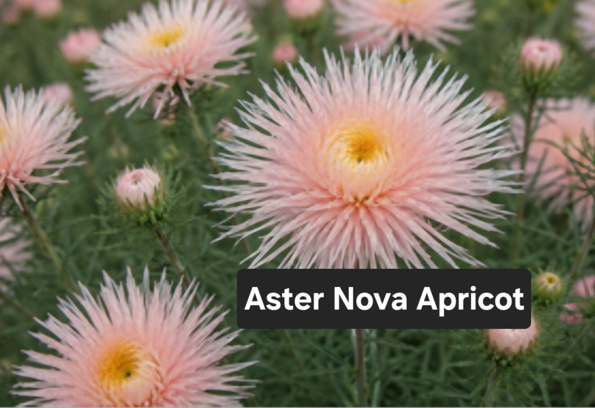 Aster Nova Apricot