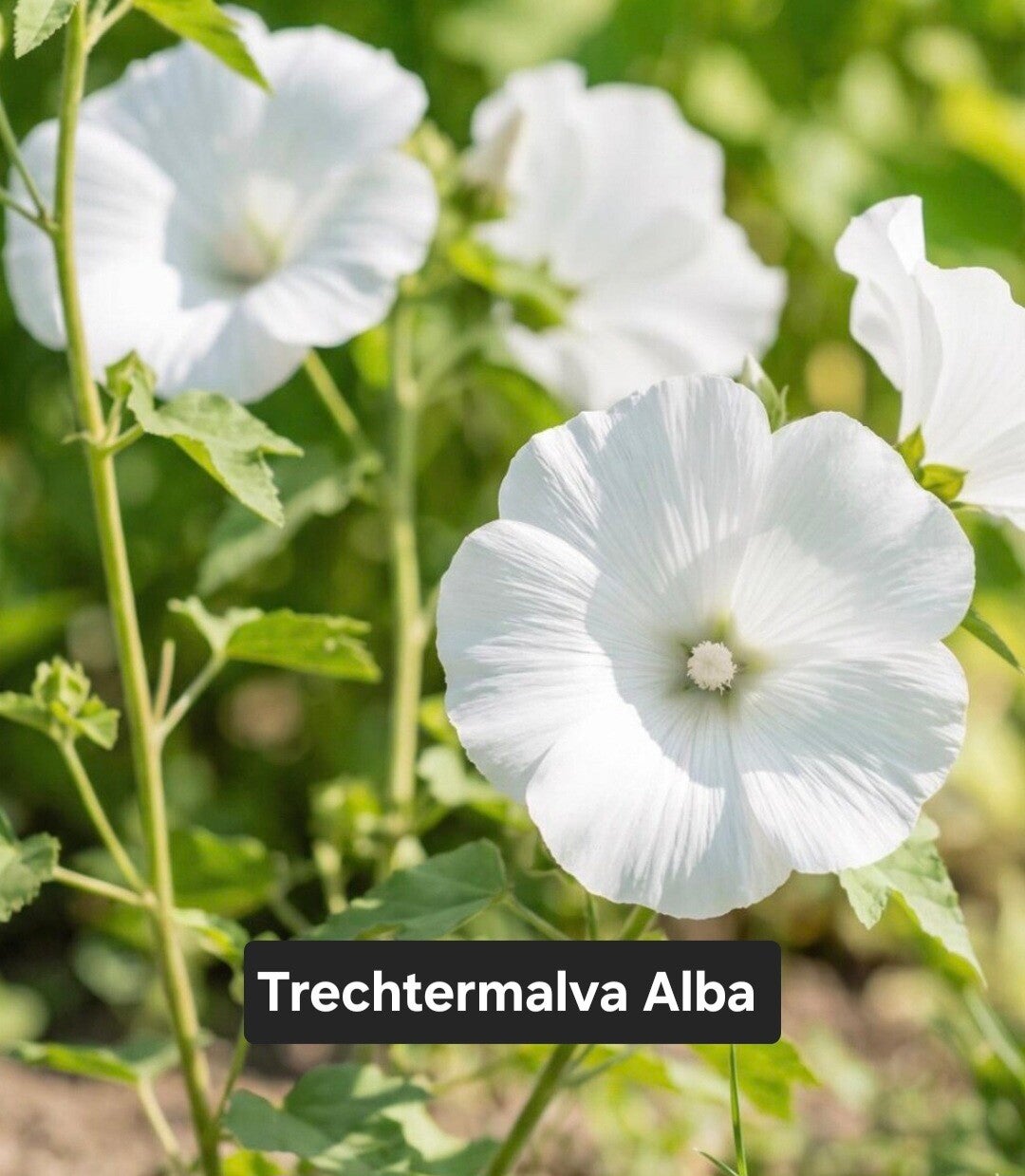 Trechtermalva Alba