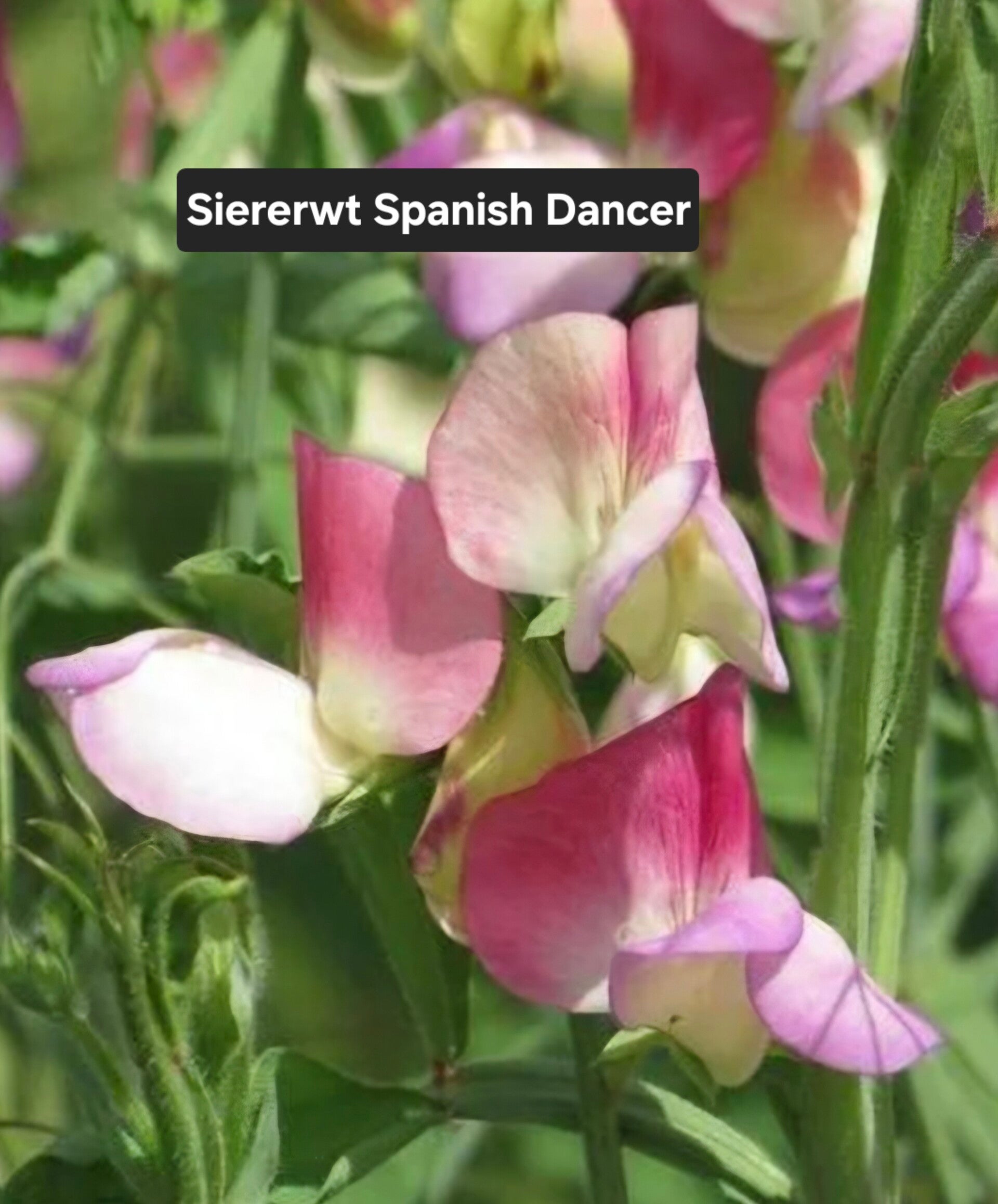 Siererwt (Lathyrus) Spanish Dancer