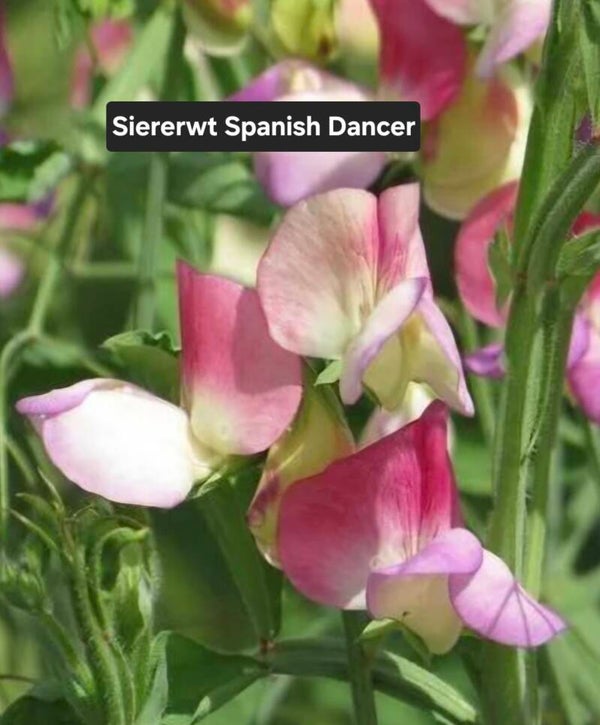 Siererwt (Lathyrus) Spanish Dancer