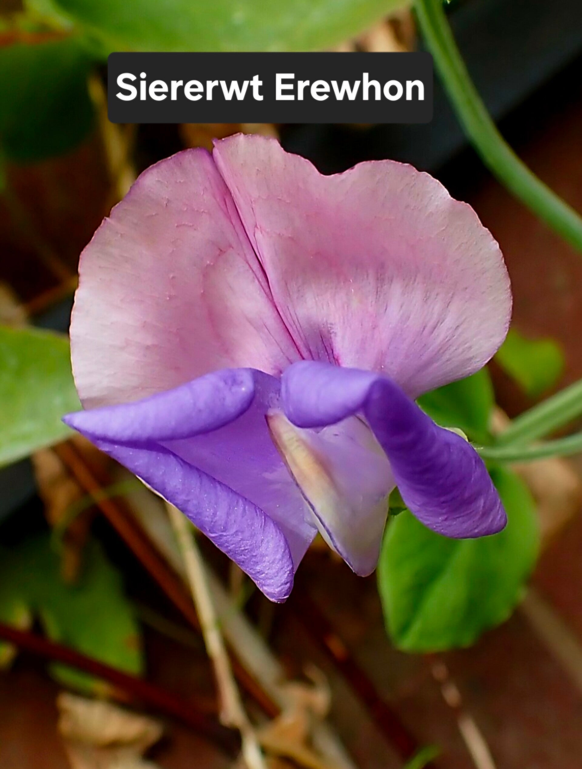 Siererwt (Lathyrus) Erewhon