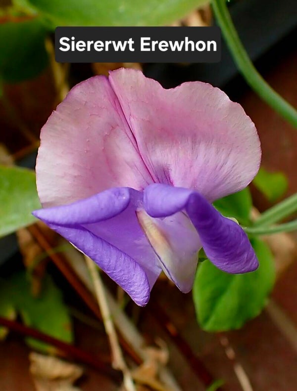Siererwt (Lathyrus) Erewhon