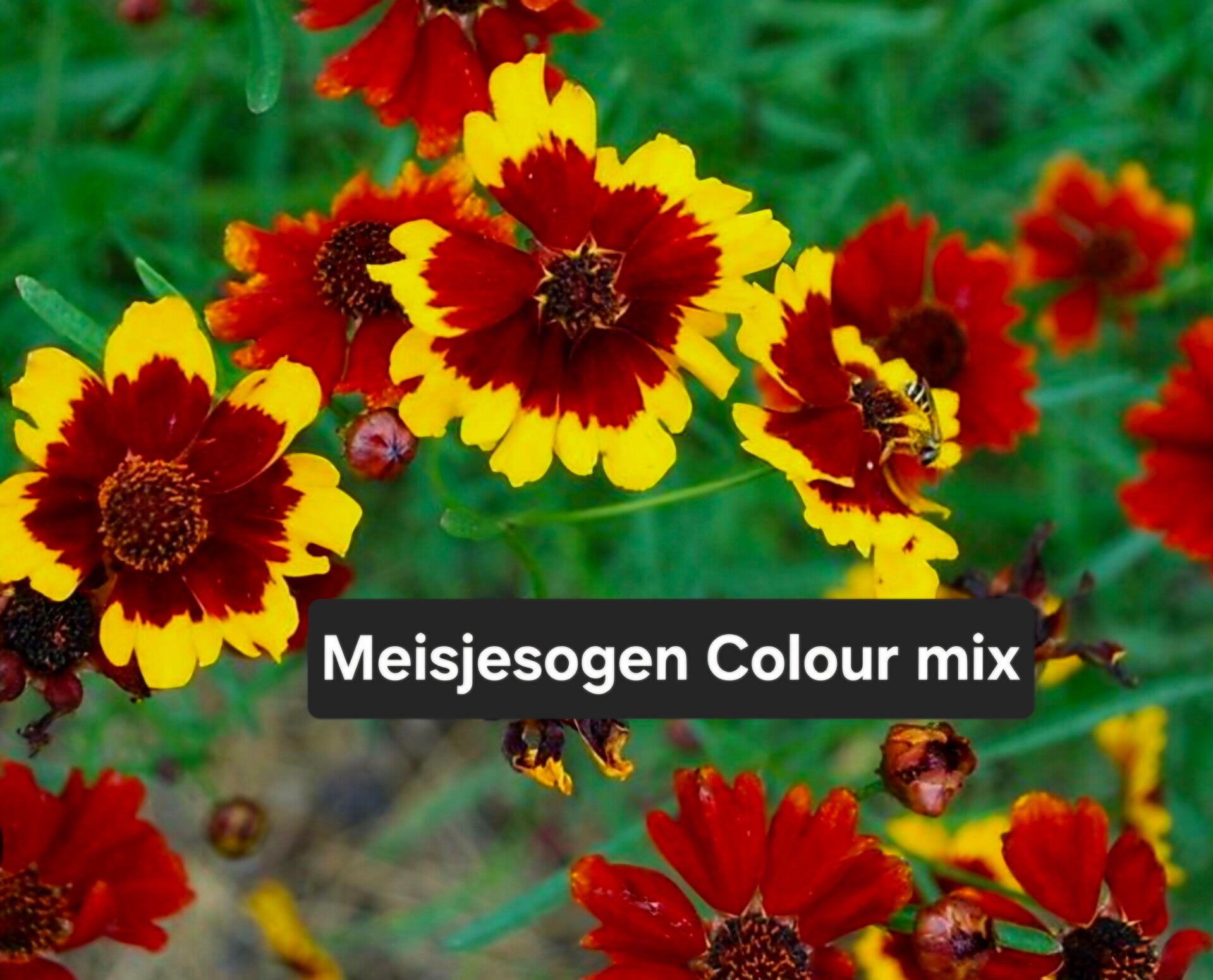 Meisjesogen Colour Mix ( coreopsis)