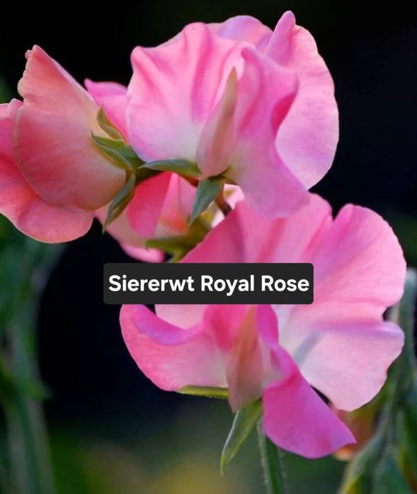 Siererwt (Lathyrus) Royal Rose