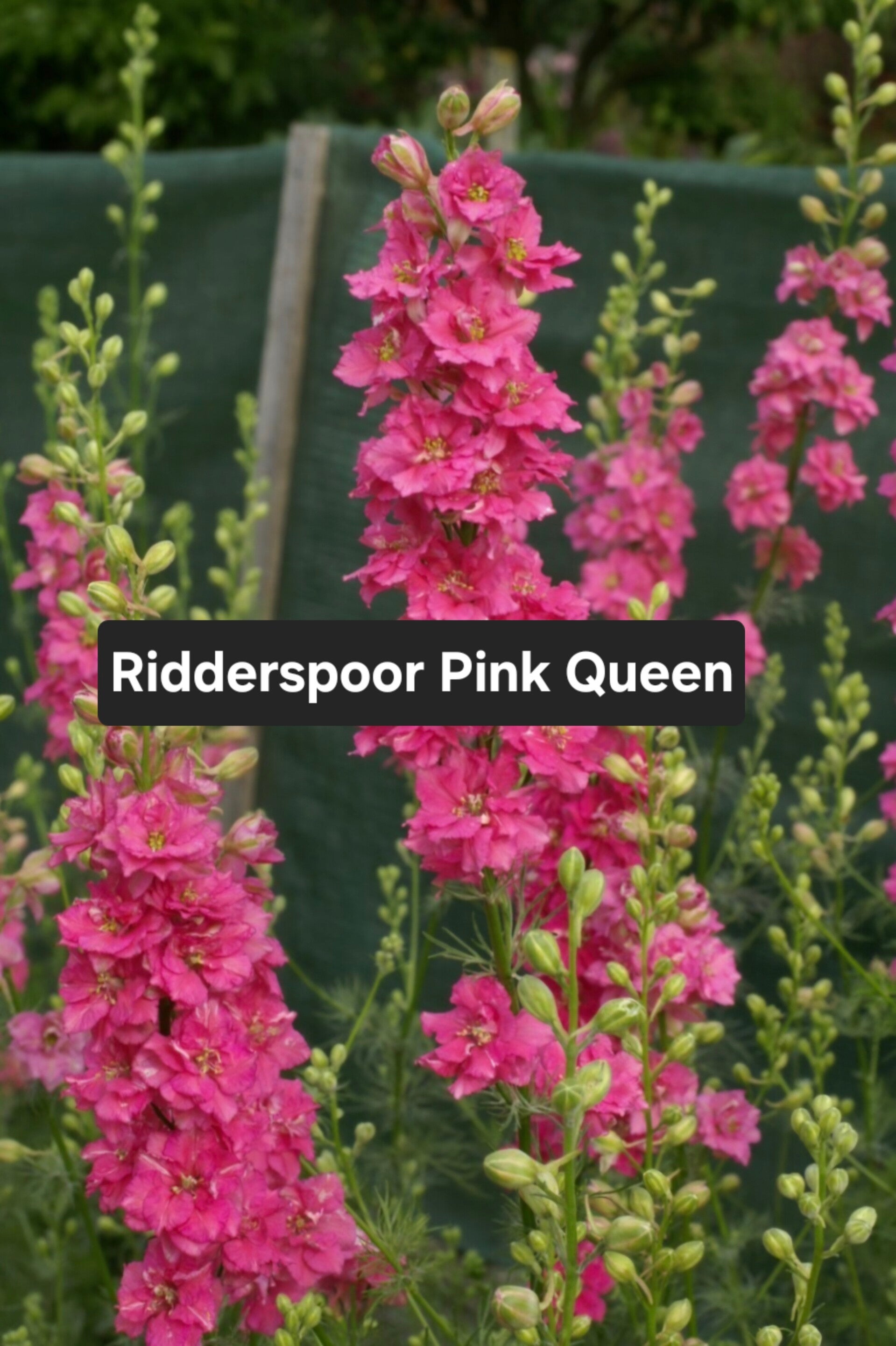 Ridderspoor (Delphinium) Pink Queen