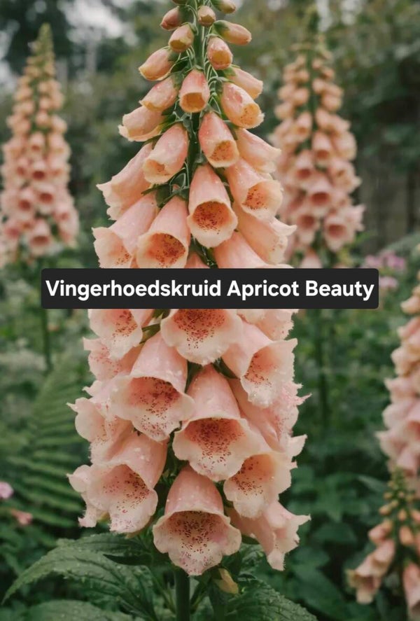 Vingerhoedskruid(Digitalis)Apricot Beauty