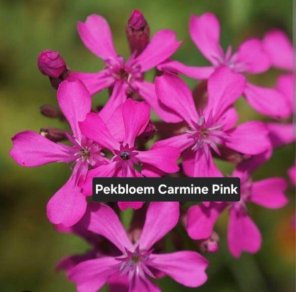 Pekbloem Electra Carmine Pink