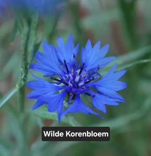 Inheemse Wilde Korenbloem