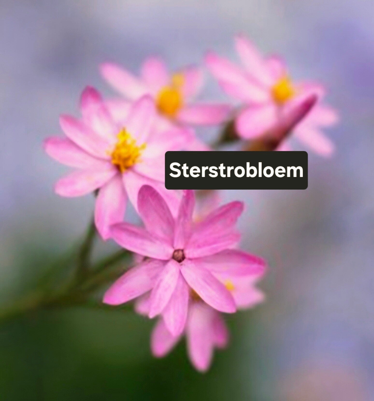 Sterstrobloem
