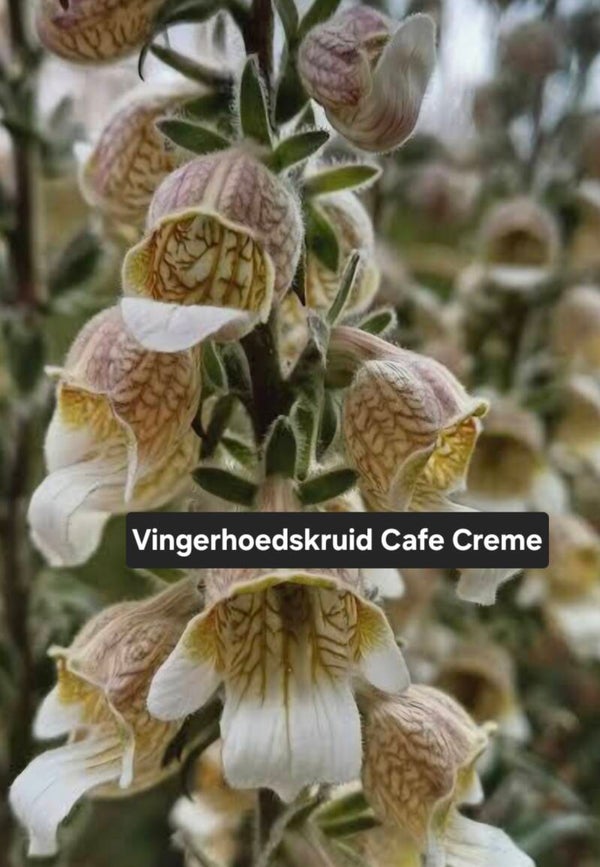 Vingerhoedskruid( Digitalis) Cafe creme
