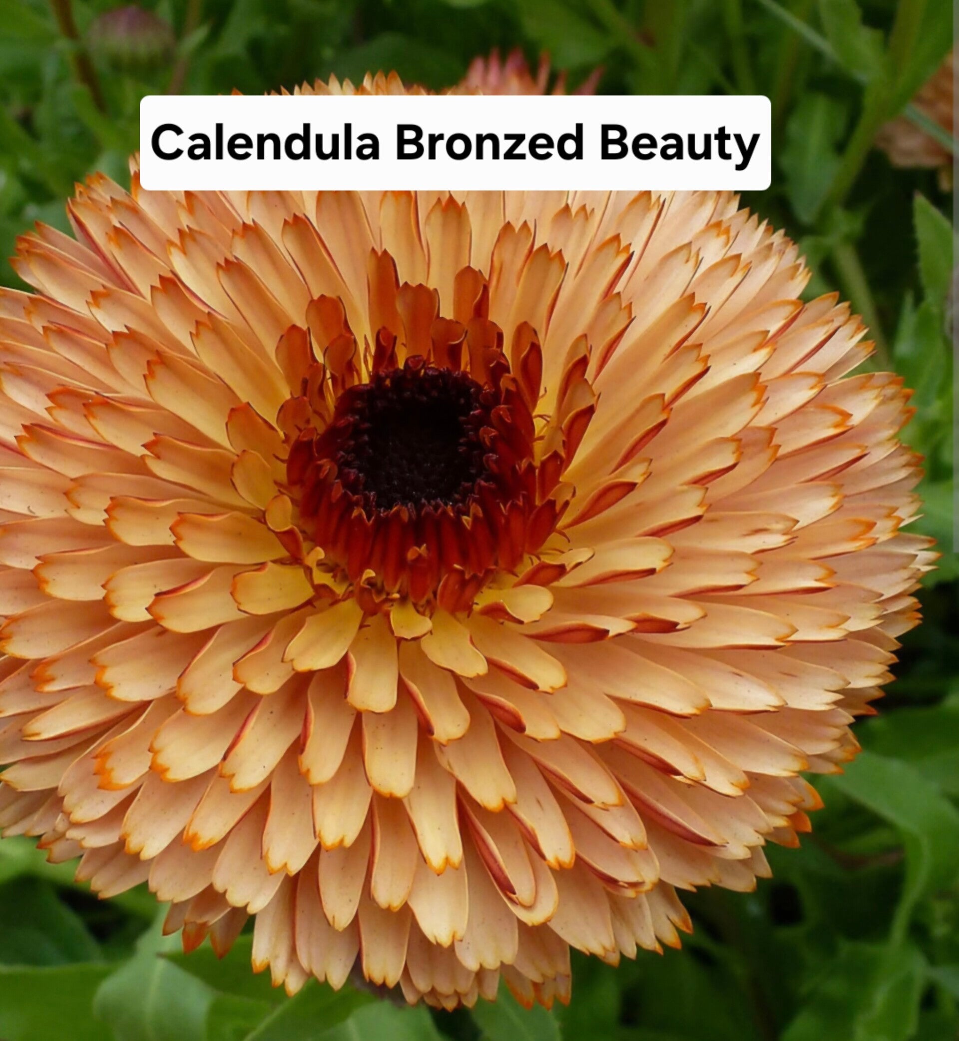Calendula Bronzed Beauty