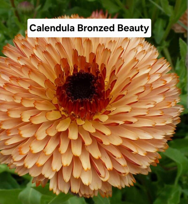 Calendula Bronzed Beauty