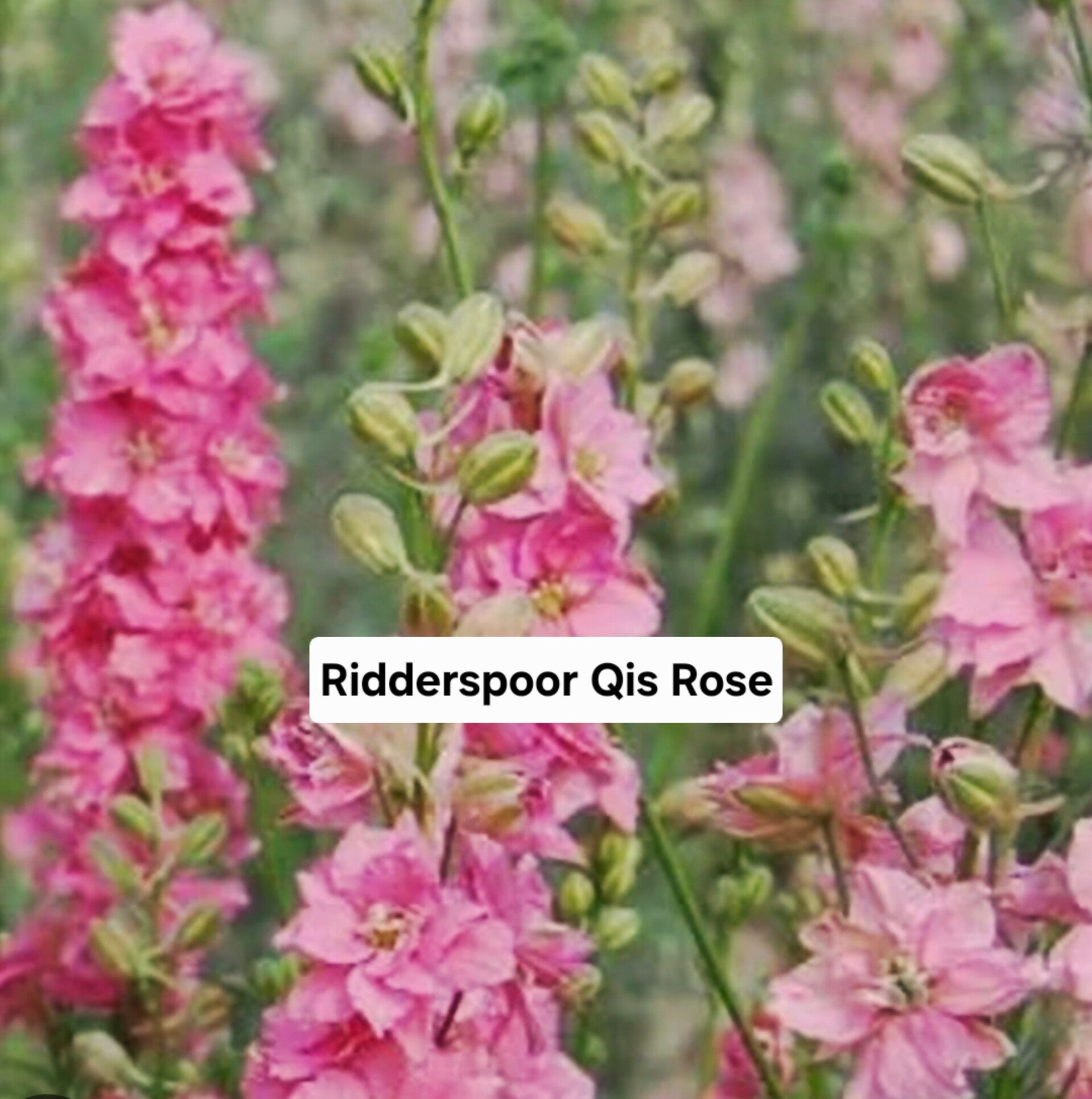 Ridderspoor Qis Rose