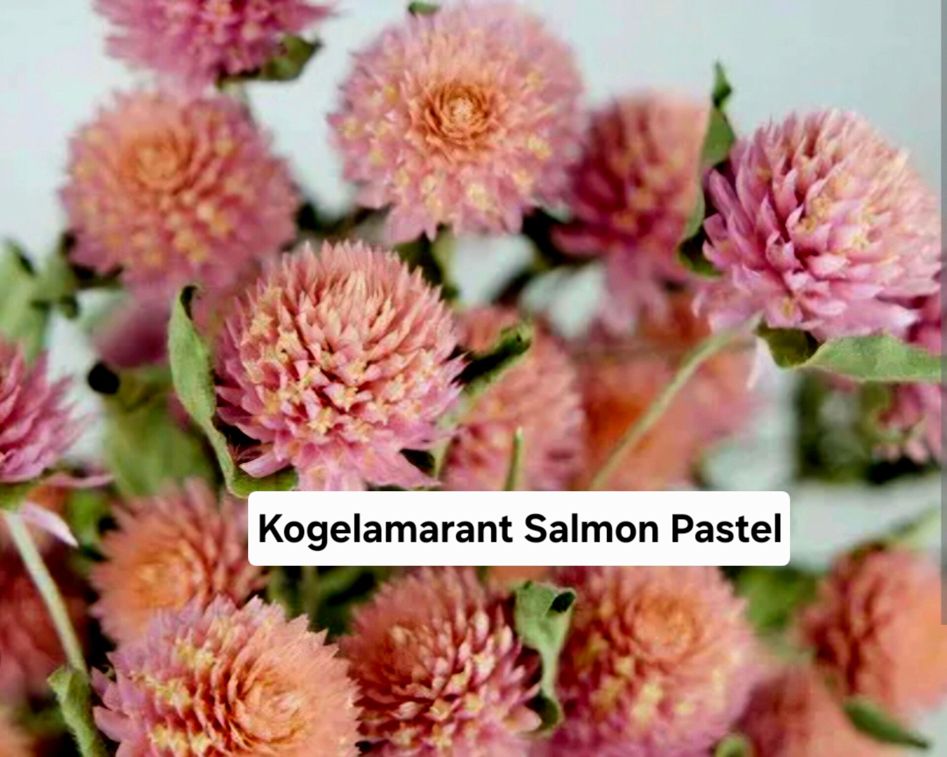 Kogelamarant Salmon Pastel