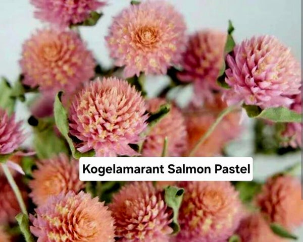 Kogelamarant Salmon Pastel