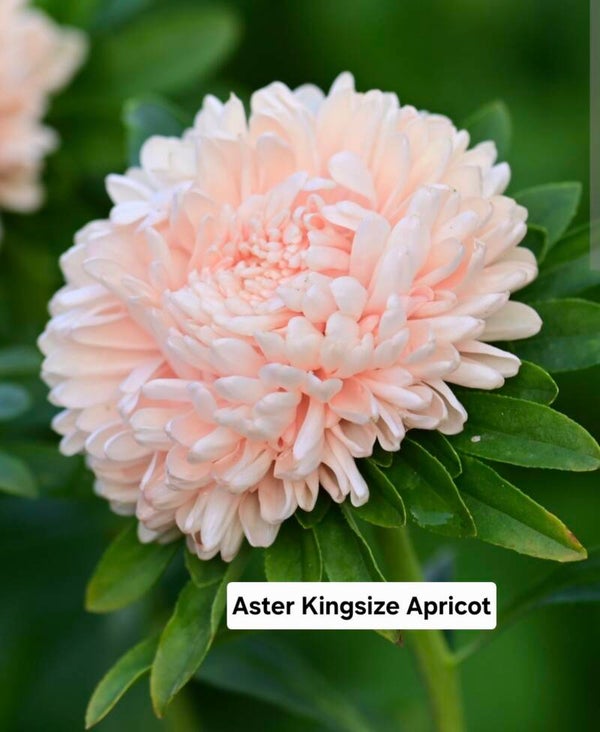 Aster Kingsize Apricot