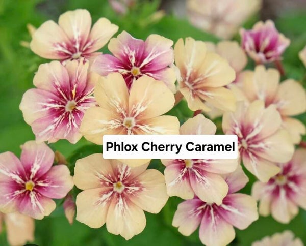Phlox Cherry Caramel