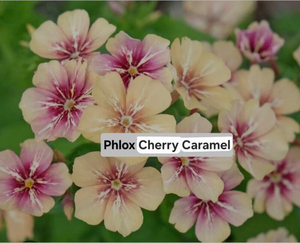 Phlox Cherry Caramel