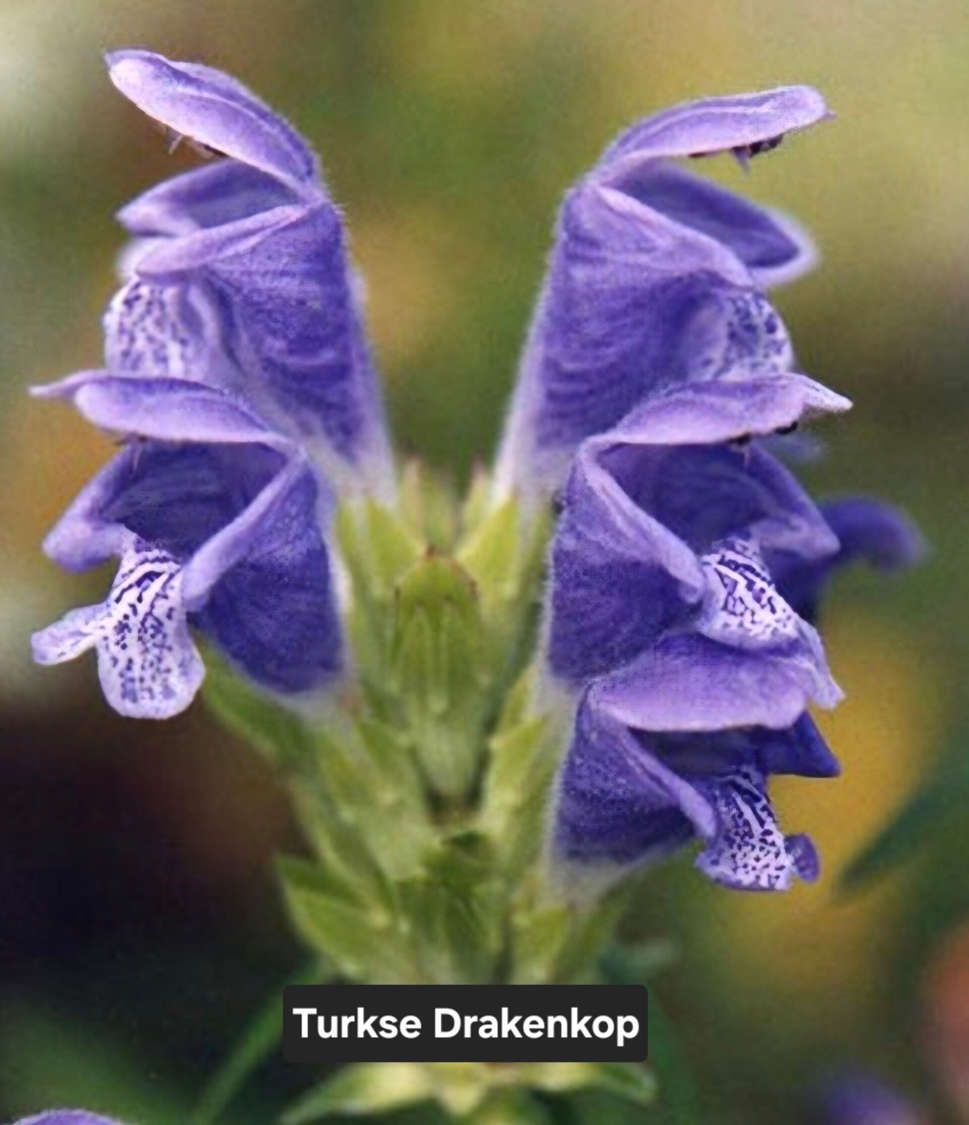 Turkse Drakenkop